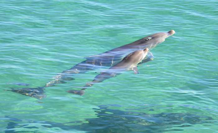 3febdolphins17pt2 (41) - GALLERY.JPG